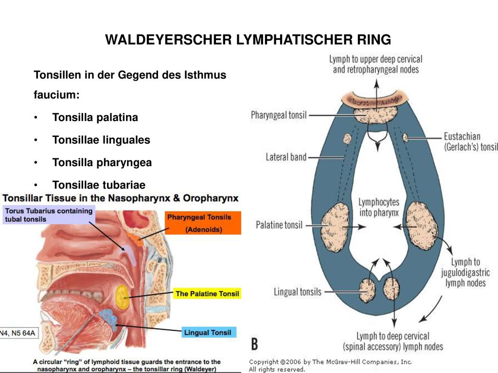 WALDEYERSCHER LYMPHATISCHER RING