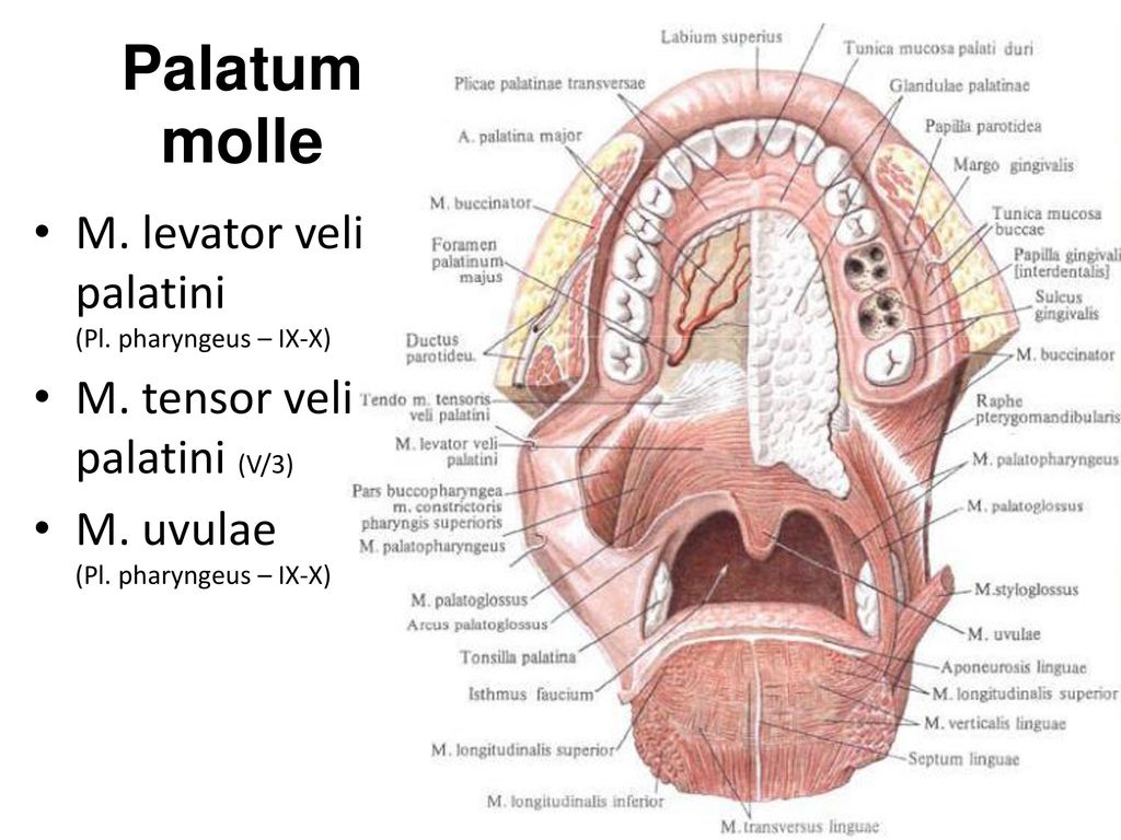 Palatum molle M. levator veli palatini (Pl. pharyngeus – IX-X)
