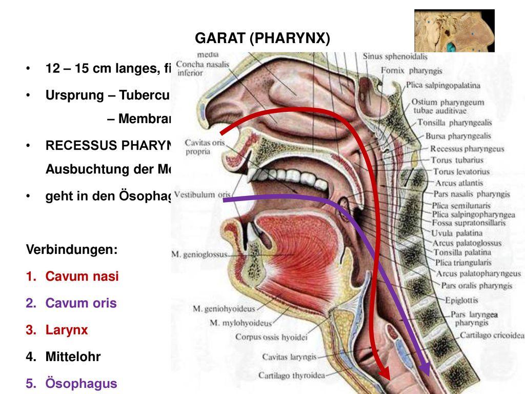 GARAT (PHARYNX) 12 – 15 cm langes, fibro-muskuläres Rohr