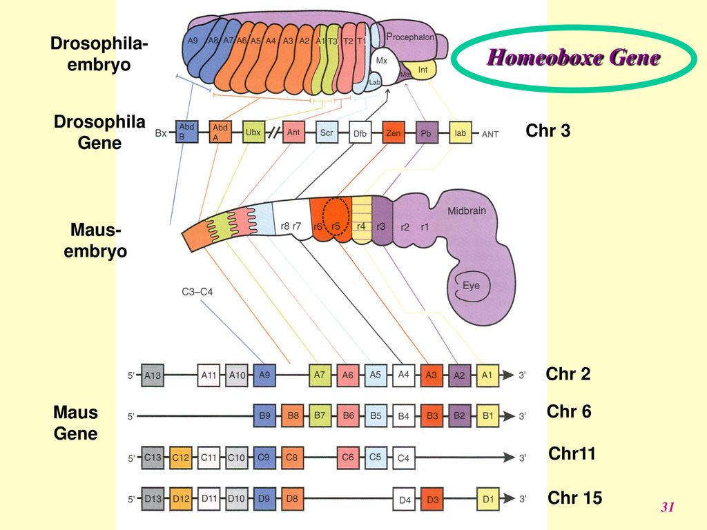 Homeoboxe Gene Drosophila- embryo Drosophila Gene Chr 3 Maus- embryo