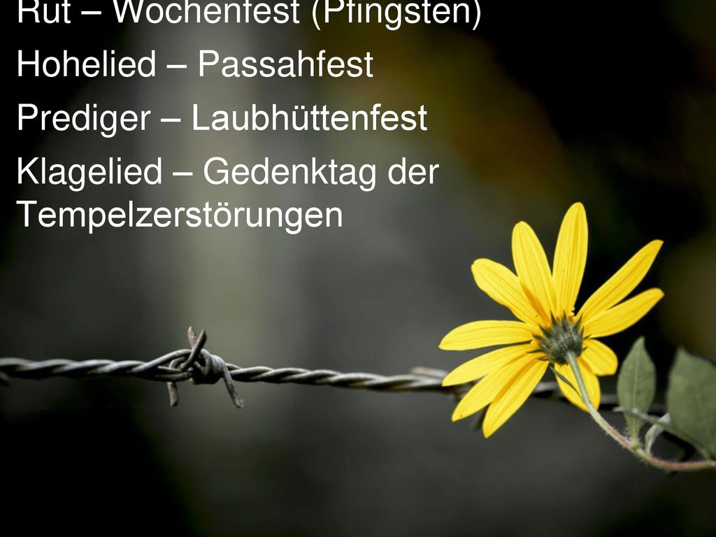 Rut – Wochenfest (Pfingsten) Hohelied – Passahfest Prediger – Laubhüttenfest Klagelied – Gedenktag der Tempelzerstörungen