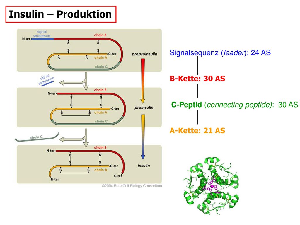 Insulin – Produktion Signalsequenz (leader): 24 AS B-Kette: 30 AS
