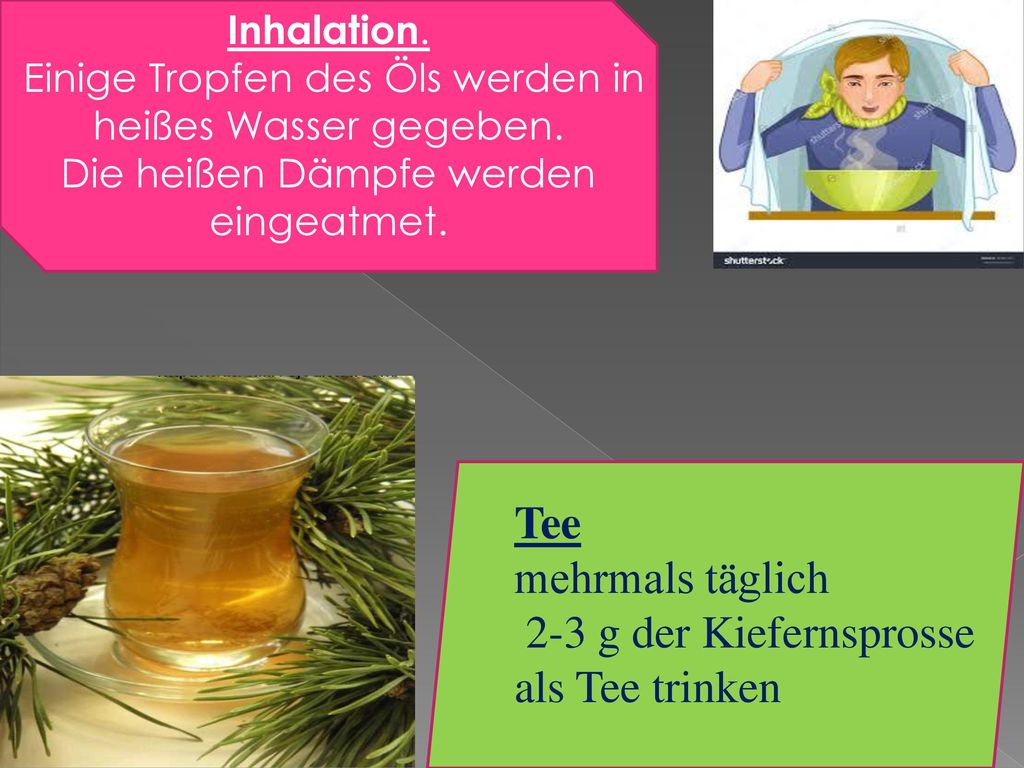 Tee mehrmals täglich 2-3 g der Kiefernsprosse als Tee trinken