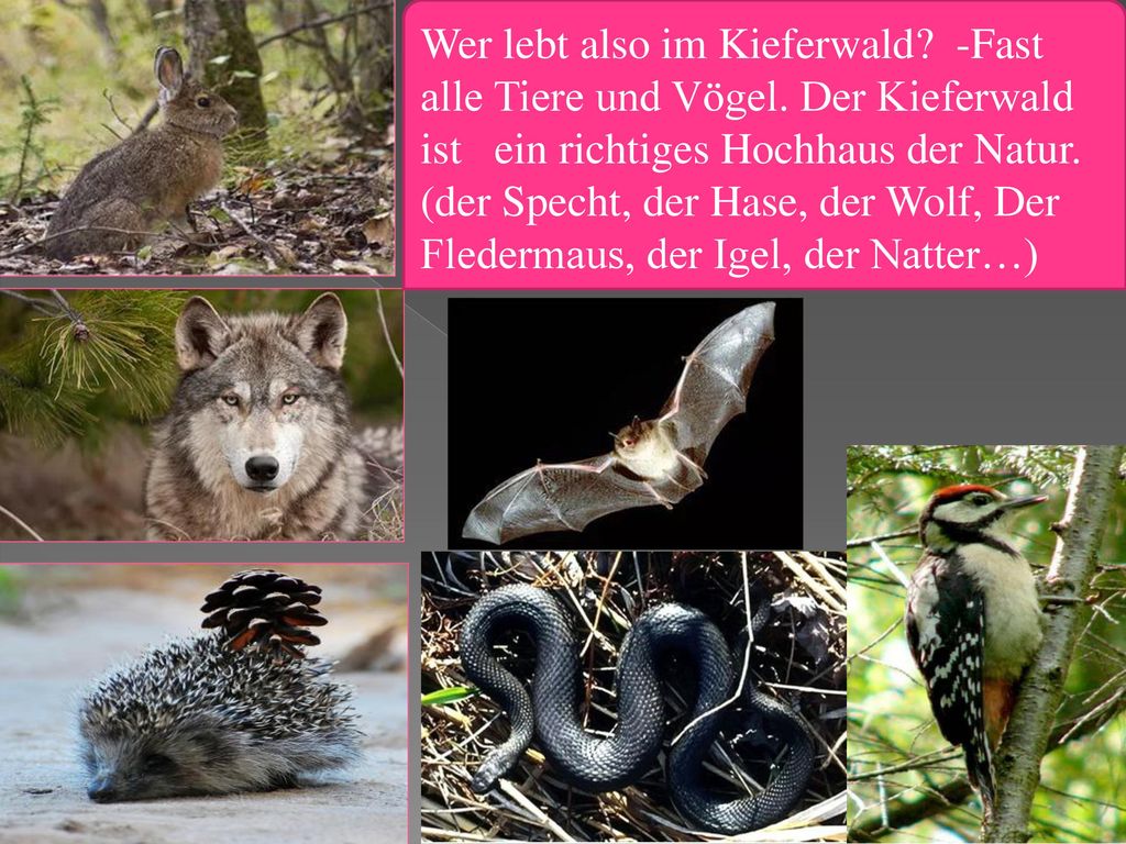 Wer lebt also im Kieferwald. -Fast alle Tiere und Vögel