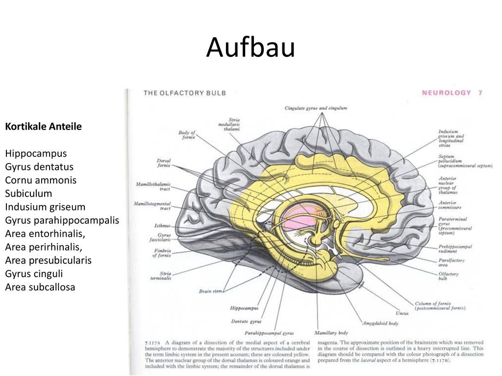 Aufbau Kortikale Anteile Hippocampus Gyrus dentatus Cornu ammonis
