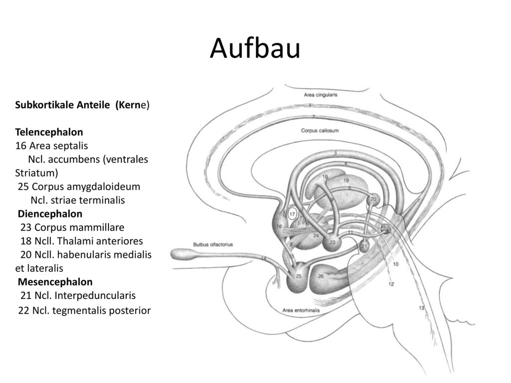Aufbau 22 Ncl. tegmentalis posterior Subkortikale Anteile (Kerne)