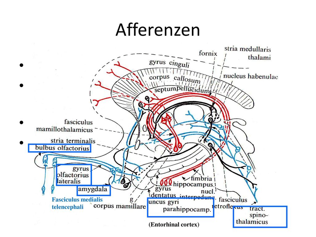 Afferenzen Fasciculus medialis telencephali. (Entorhinal cortex) Riehbahn. Kollateralen aus dem Tr. spinothalamicus (Schmerz!)