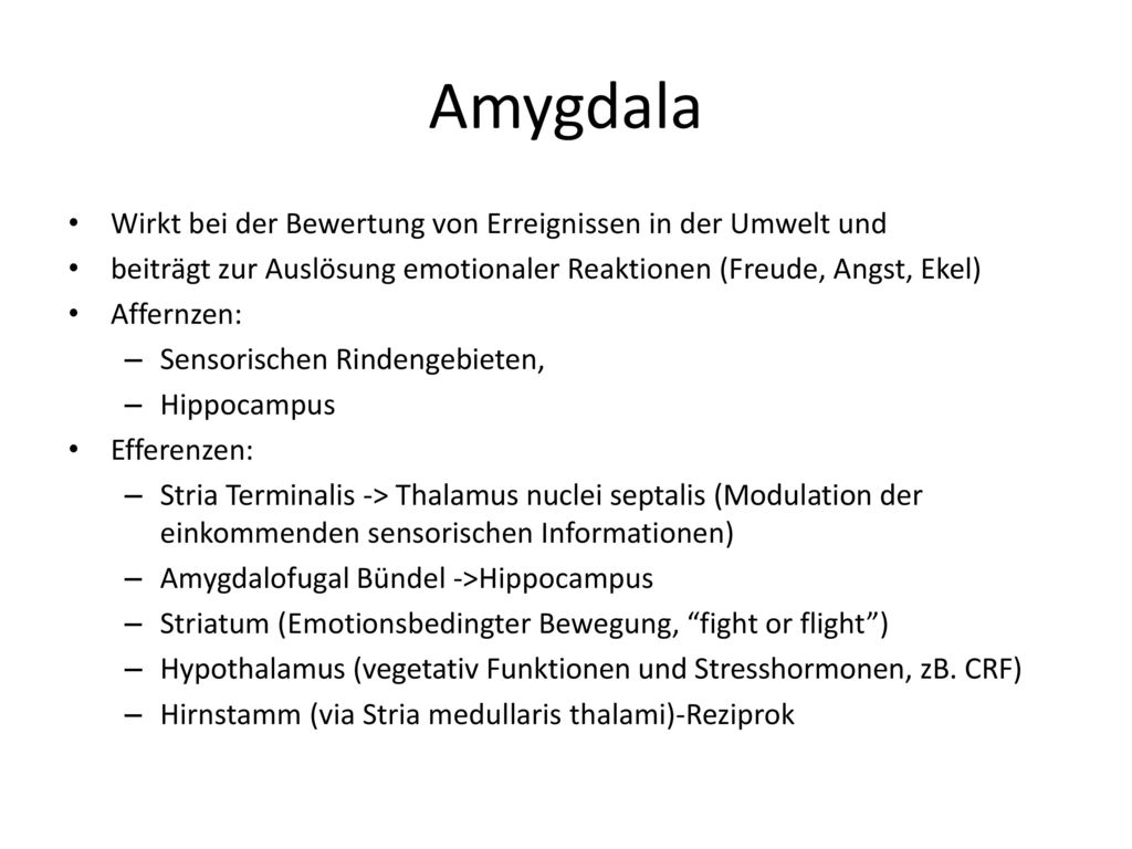 Amygdala Wirkt bei der Bewertung von Erreignissen in der Umwelt und