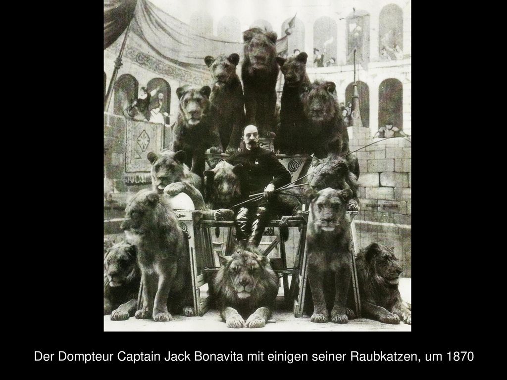 Der Dompteur Captain Jack Bonavita mit einigen seiner Raubkatzen, um 1870