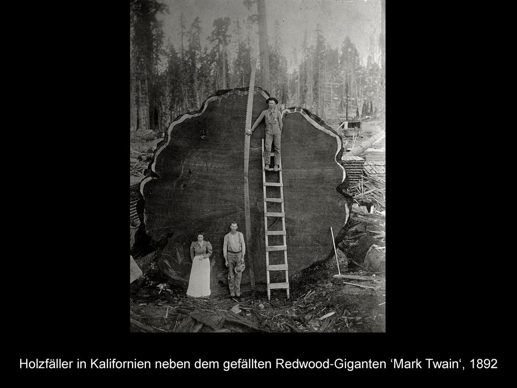 Holzfäller in Kalifornien neben dem gefällten Redwood-Giganten ‘Mark Twain‘, 1892