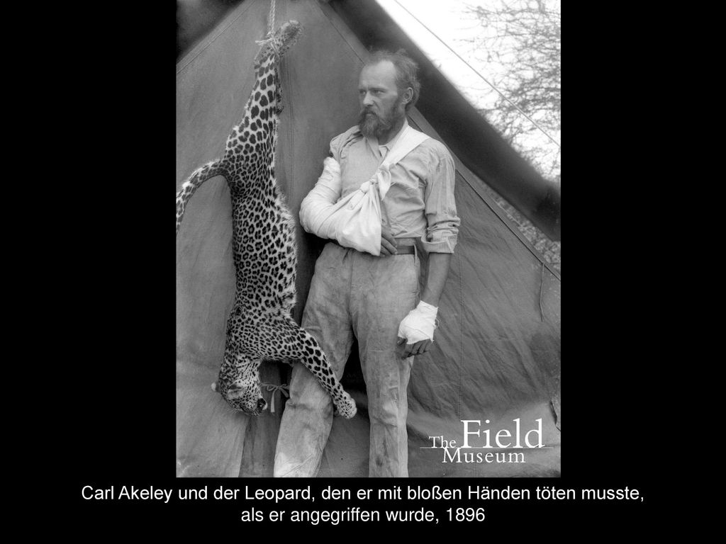 Carl Akeley und der Leopard, den er mit bloßen Händen töten musste,