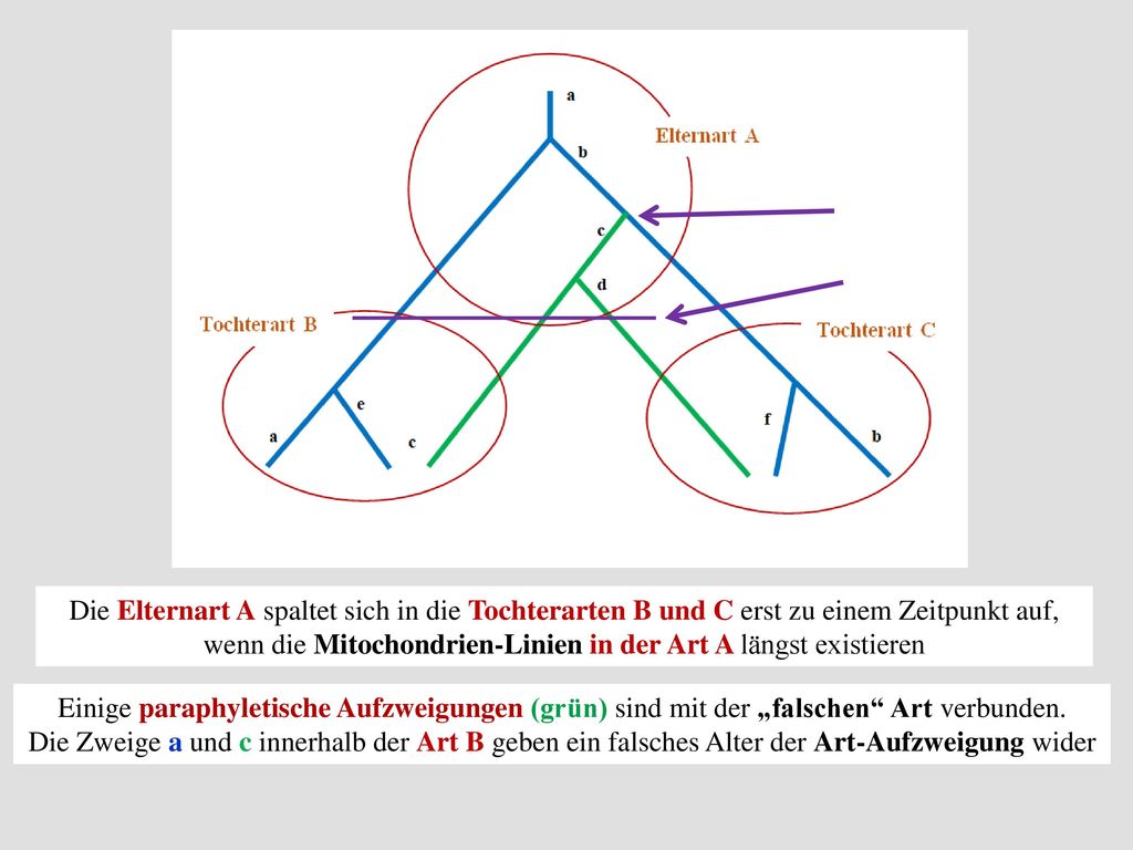 Die Elternart A spaltet sich in die Tochterarten B und C erst zu einem Zeitpunkt auf, wenn die Mitochondrien-Linien in der Art A längst existieren