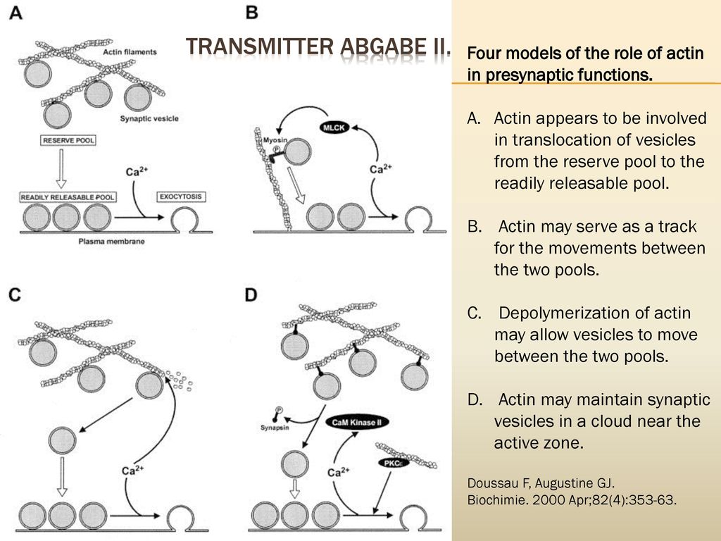 Transmitter Abgabe II. Four models of the role of actin in presynaptic functions.