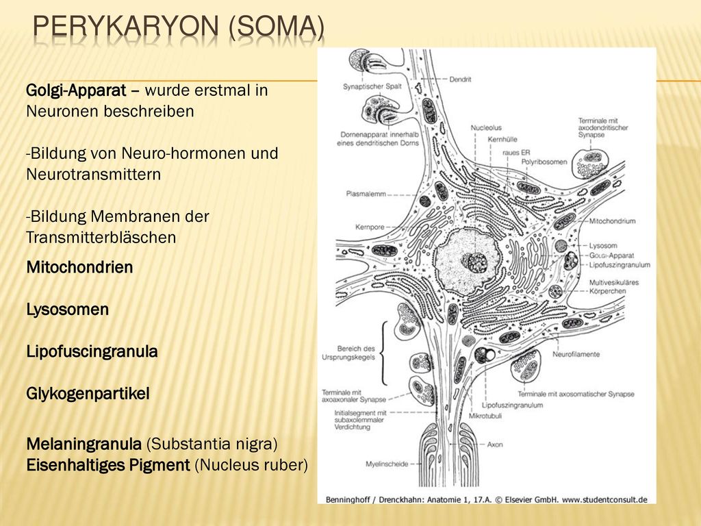 Perykaryon (Soma) Golgi-Apparat – wurde erstmal in Neuronen beschreiben. -Bildung von Neuro-hormonen und Neurotransmittern.