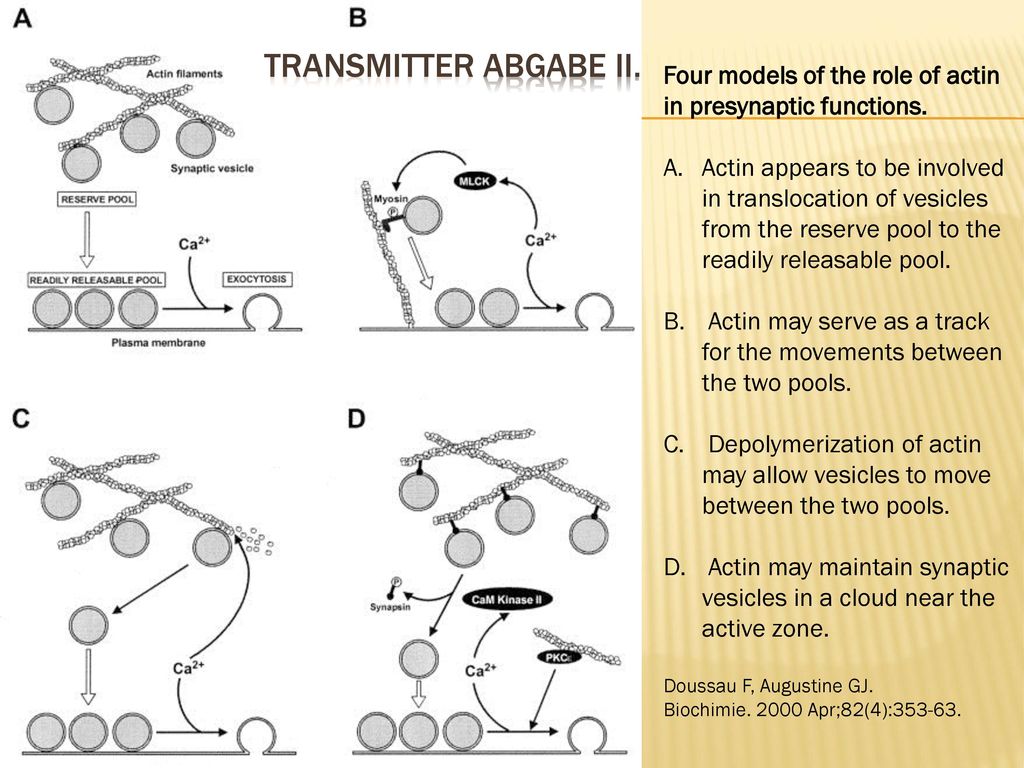Transmitter Abgabe II. Four models of the role of actin in presynaptic functions.