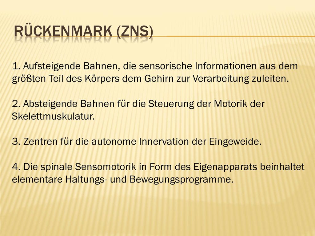 Rückenmark (ZNS) 1. Aufsteigende Bahnen, die sensorische Informationen aus dem größten Teil des Körpers dem Gehirn zur Verarbeitung zuleiten.