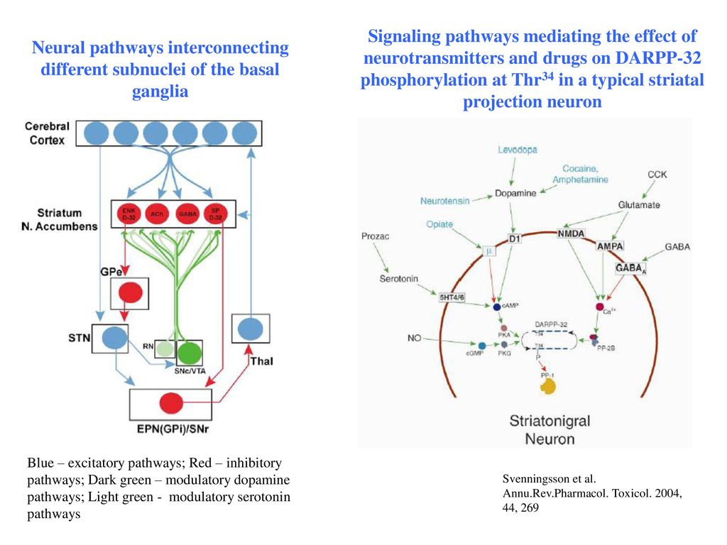 Signaling pathways mediating the effect of neurotransmitters and drugs on DARPP-32 phosphorylation at Thr34 in a typical striatal projection neuron