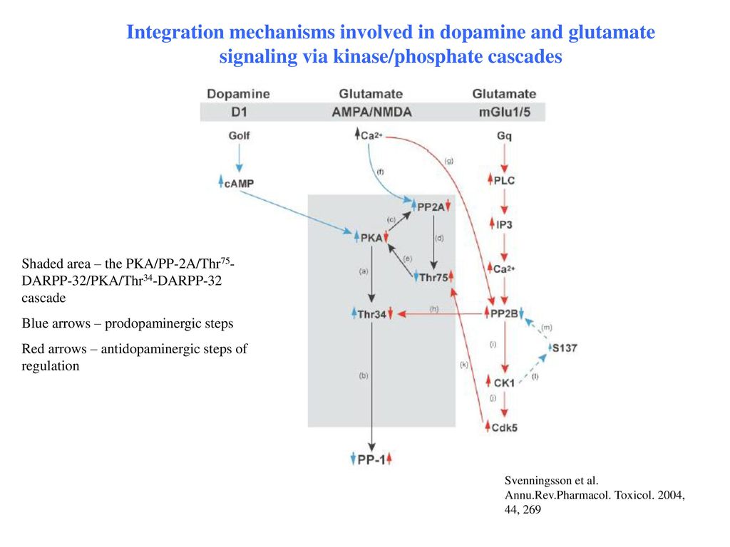 Integration mechanisms involved in dopamine and glutamate signaling via kinase/phosphate cascades