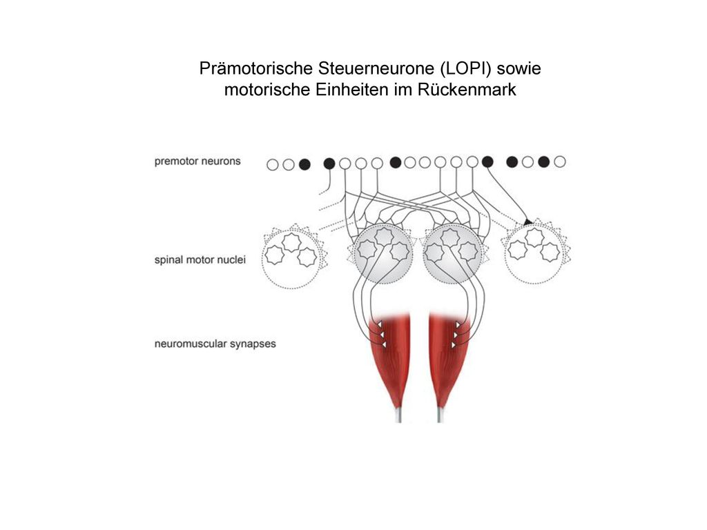 Prämotorische Steuerneurone (LOPI) sowie motorische Einheiten im Rückenmark