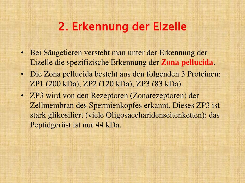 2. Erkennung der Eizelle Bei Säugetieren versteht man unter der Erkennung der Eizelle die spezifizische Erkennung der Zona pellucida.