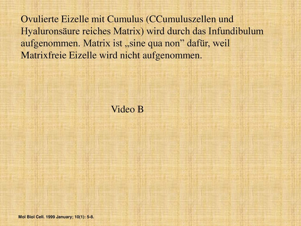 Ovulierte Eizelle mit Cumulus (CCumuluszellen und Hyaluronsäure reiches Matrix) wird durch das Infundibulum aufgenommen. Matrix ist „sine qua non dafür, weil Matrixfreie Eizelle wird nicht aufgenommen.
