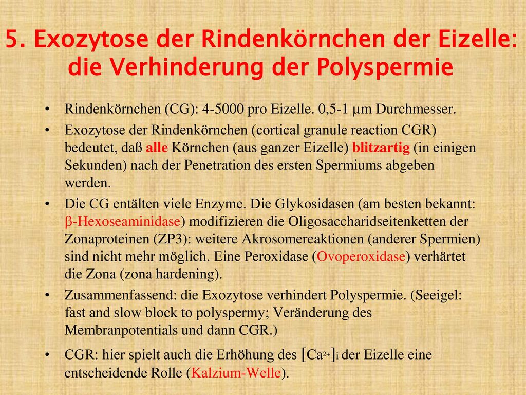 5. Exozytose der Rindenkörnchen der Eizelle: die Verhinderung der Polyspermie