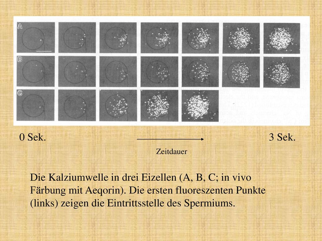 Die Kalziumwelle in drei Eizellen (A, B, C; in vivo Färbung mit Aeqorin). Die ersten fluoreszenten Punkte (links) zeigen die Eintrittsstelle des Spermiums.