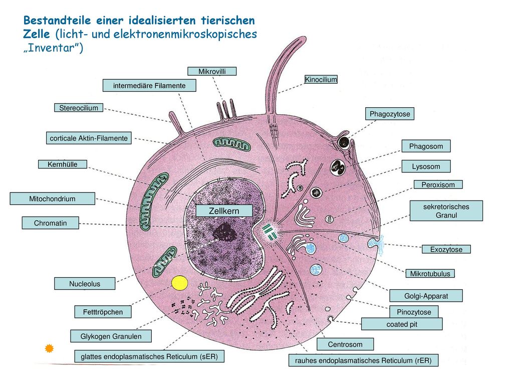 Bestandteile einer idealisierten tierischen Zelle (licht- und elektronenmikroskopisches „Inventar )