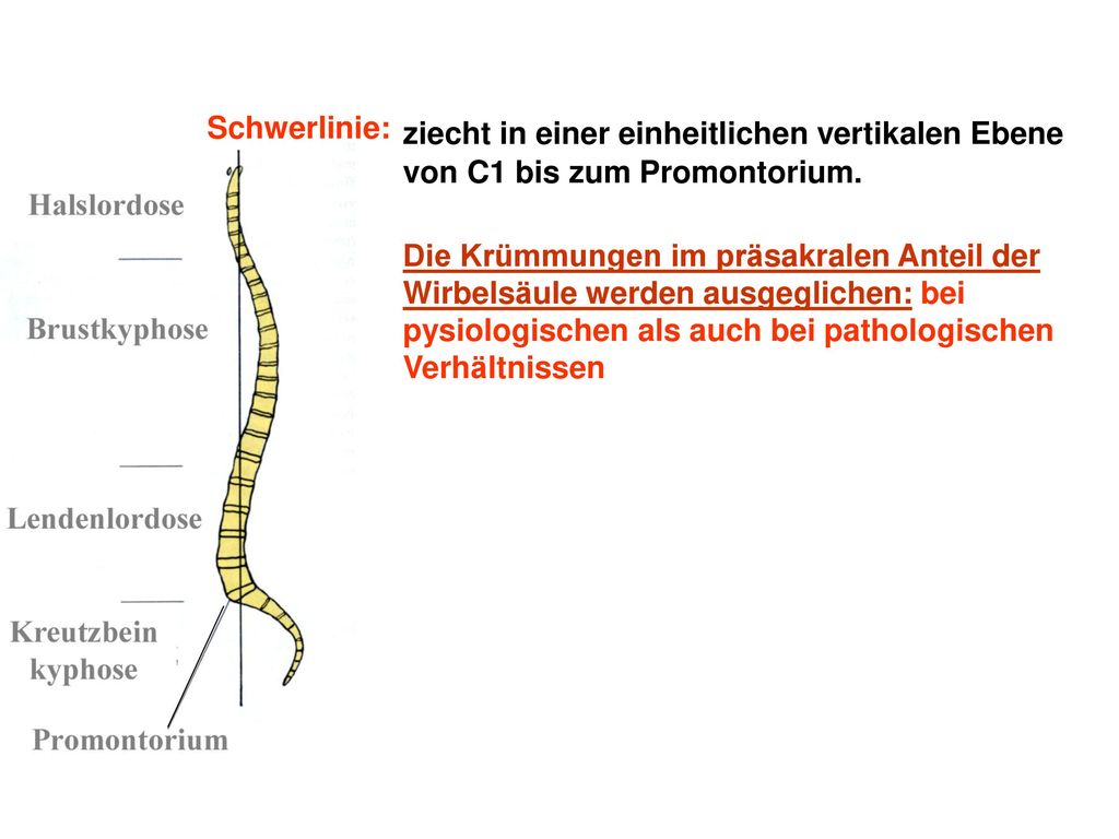 Schwerlinie: ziecht in einer einheitlichen vertikalen Ebene von C1 bis zum Promontorium.