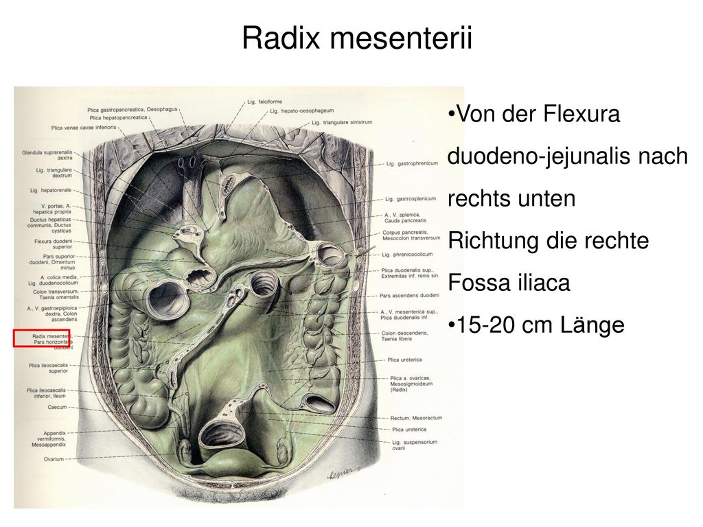 Скрытый латынь. Radix латынь.