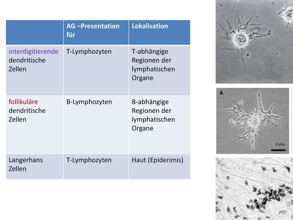 AG –Presentation für Lokalisation. interdigitierende dendritische Zellen. T-Lymphozyten. T-abhängige Regionen der lymphatischen Organe.