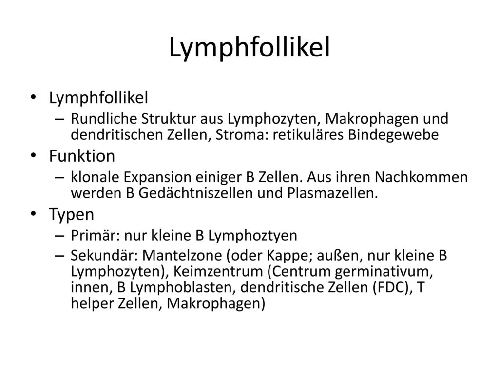 Lymphfollikel Lymphfollikel Funktion Typen