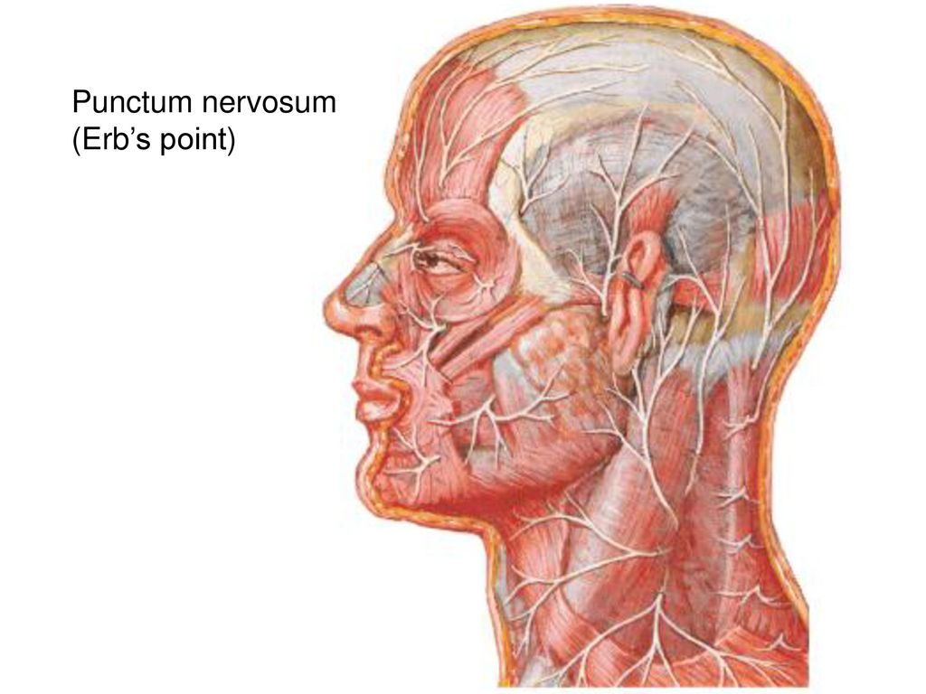 Punctum nervosum (Erb’s point)
