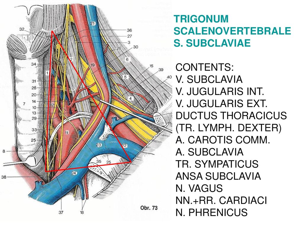 TRIGONUM SCALENOVERTEBRALE. S. SUBCLAVIAE. CONTENTS: V. SUBCLAVIA. V. JUGULARIS INT. V. JUGULARIS EXT.