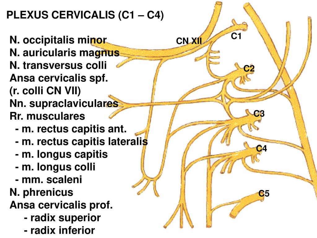 PLEXUS CERVICALIS (C1 – C4)