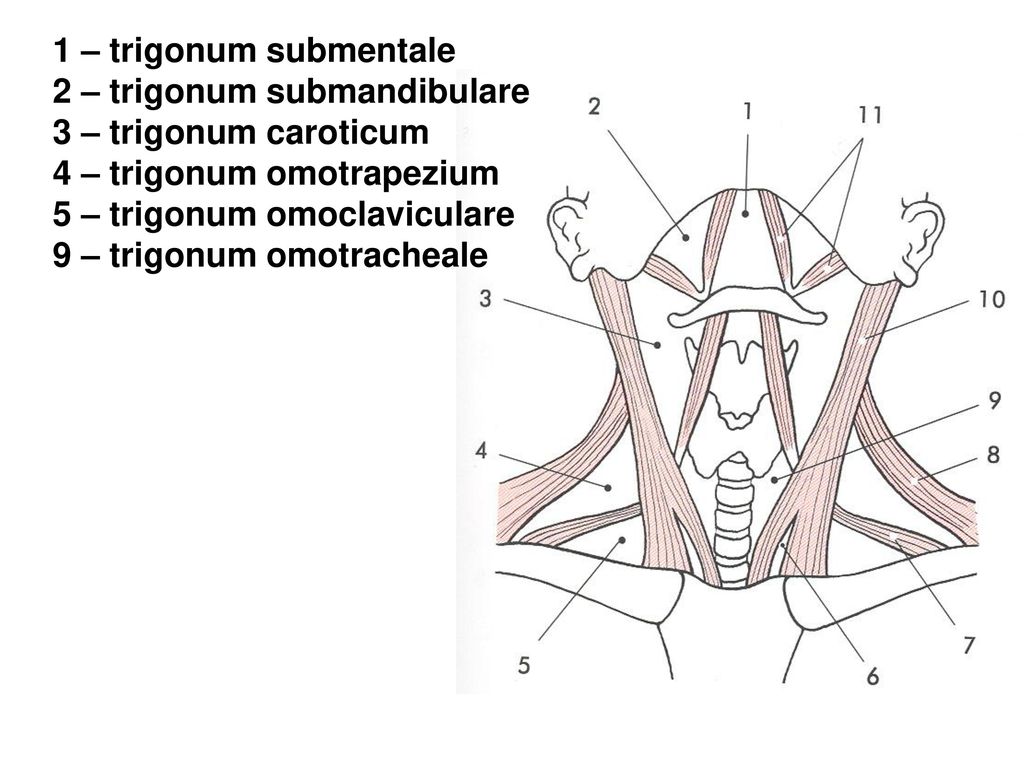 1 – trigonum submentale 2 – trigonum submandibulare. 3 – trigonum caroticum. 4 – trigonum omotrapezium.