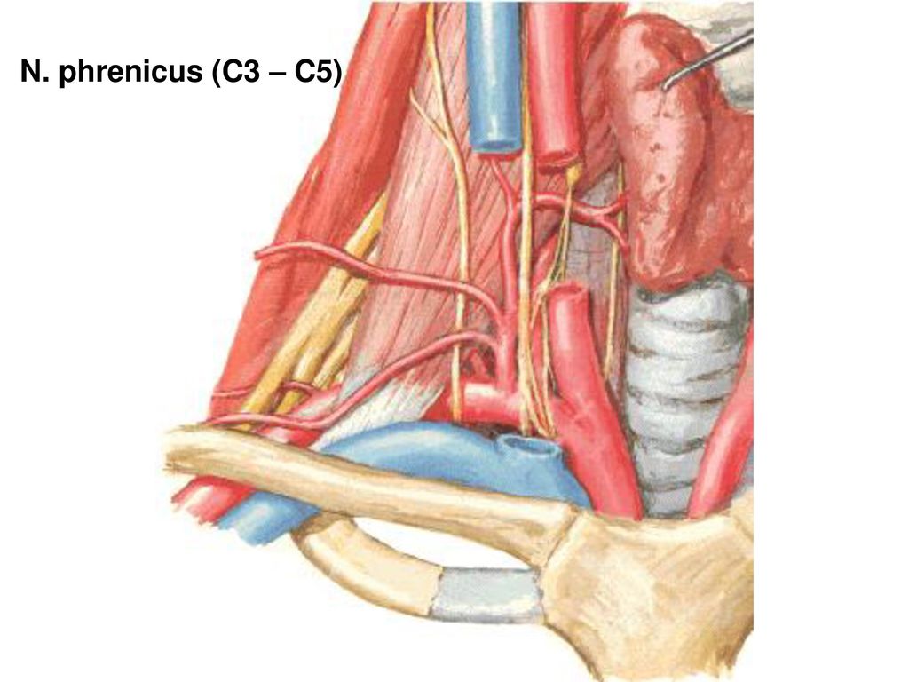 N. phrenicus (C3 – C5)
