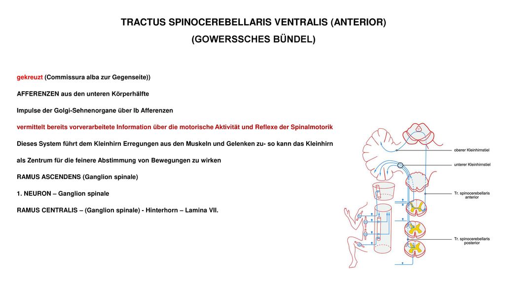 TRACTUS SPINOCEREBELLARIS VENTRALIS (ANTERIOR) (GOWERSSCHES BÜNDEL)
