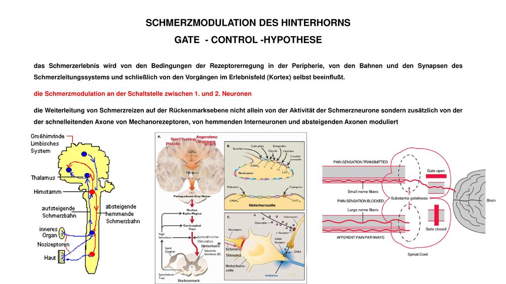 SCHMERZMODULATION DES HINTERHORNS GATE - CONTROL -HYPOTHESE