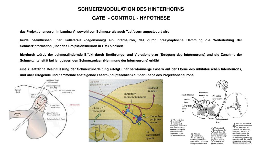 SCHMERZMODULATION DES HINTERHORNS GATE - CONTROL - HYPOTHESE