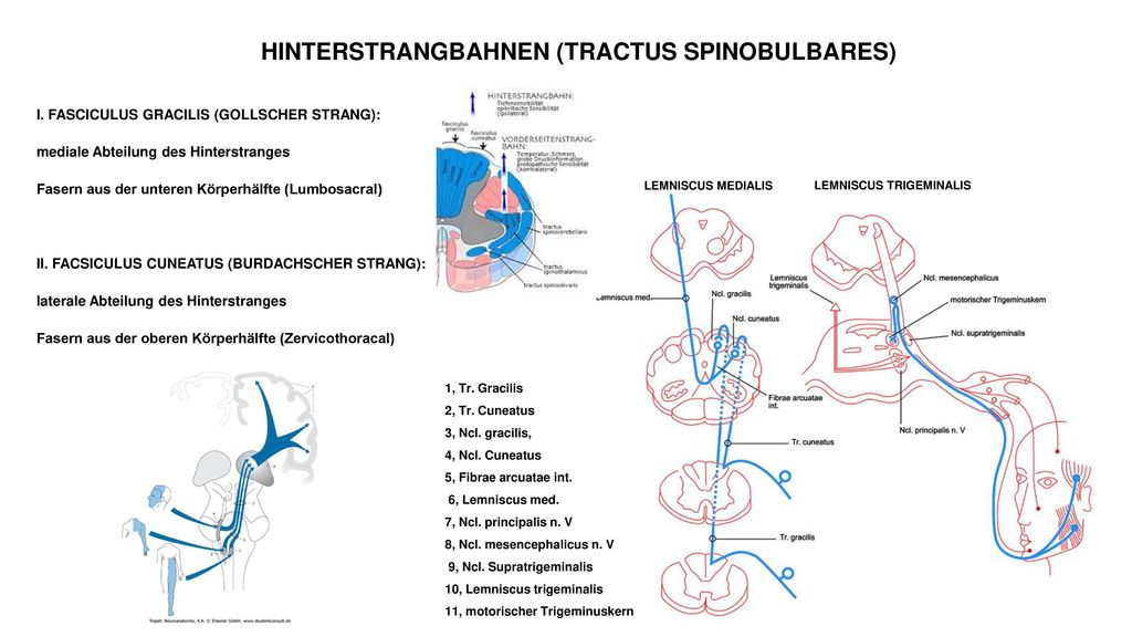 HINTERSTRANGBAHNEN (TRACTUS SPINOBULBARES)