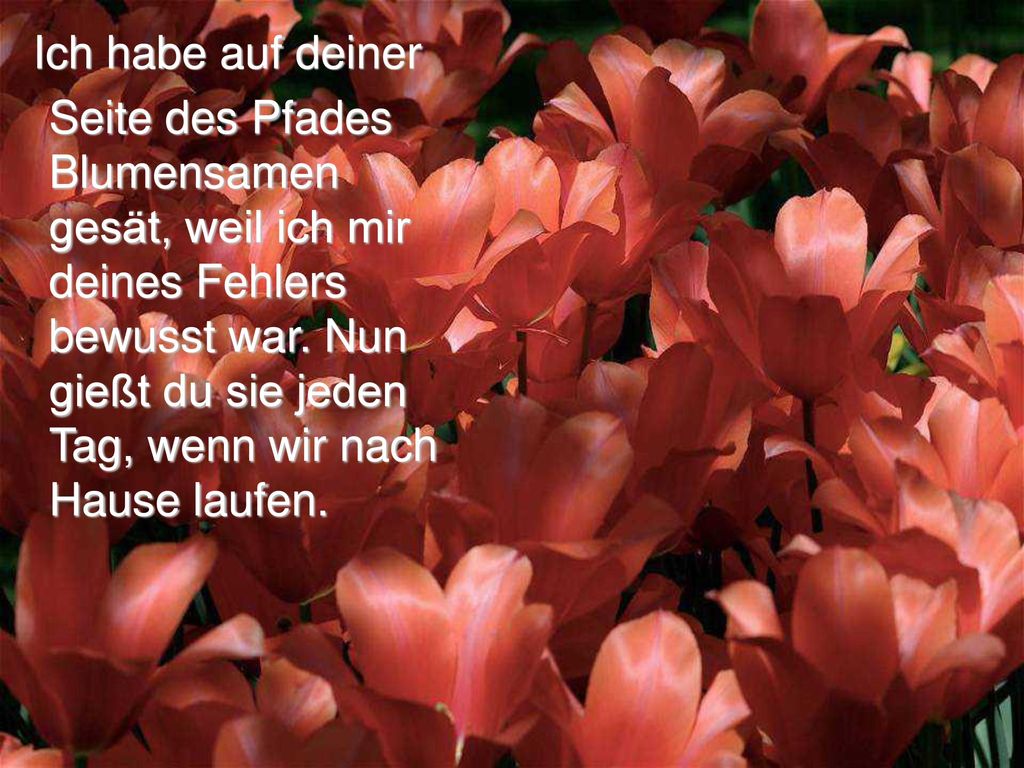 Ich habe auf deiner Seite des Pfades Blumensamen gesät, weil ich mir deines Fehlers bewusst war.