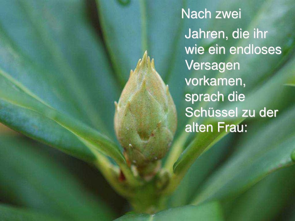Nach zwei Jahren, die ihr wie ein endloses Versagen vorkamen, sprach die Schüssel zu der alten Frau: