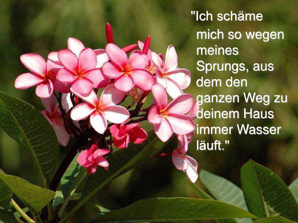 Ich schäme mich so wegen meines Sprungs, aus dem den ganzen Weg zu deinem Haus immer Wasser läuft.