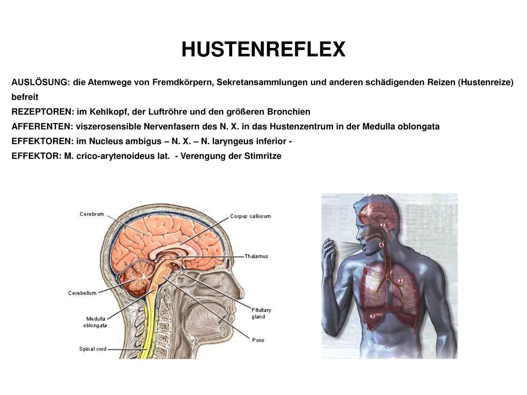 HUSTENREFLEX AUSLÖSUNG: die Atemwege von Fremdkörpern, Sekretansammlungen und anderen schädigenden Reizen (Hustenreize)
