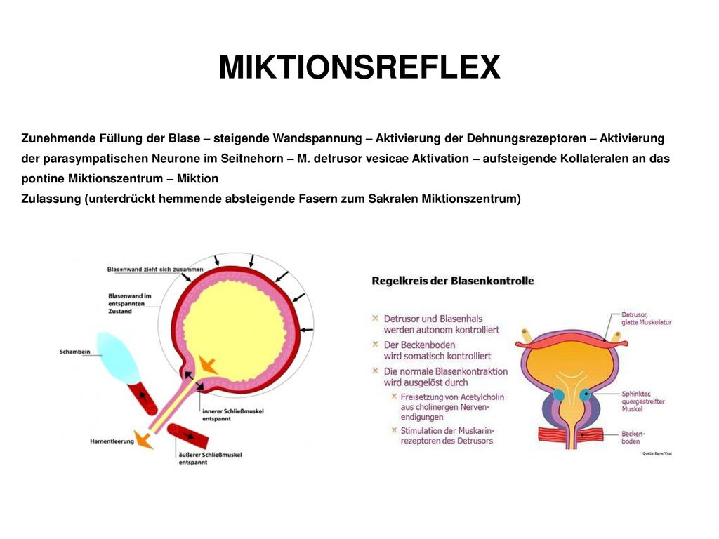 MIKTIONSREFLEX Zunehmende Füllung der Blase – steigende Wandspannung – Aktivierung der Dehnungsrezeptoren – Aktivierung.