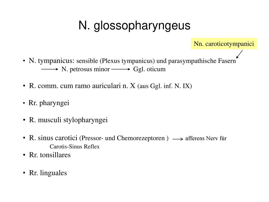 N. glossopharyngeus Nn. caroticotympanici. N. tympanicus: sensible (Plexus tympanicus) und parasympathische Fasern.