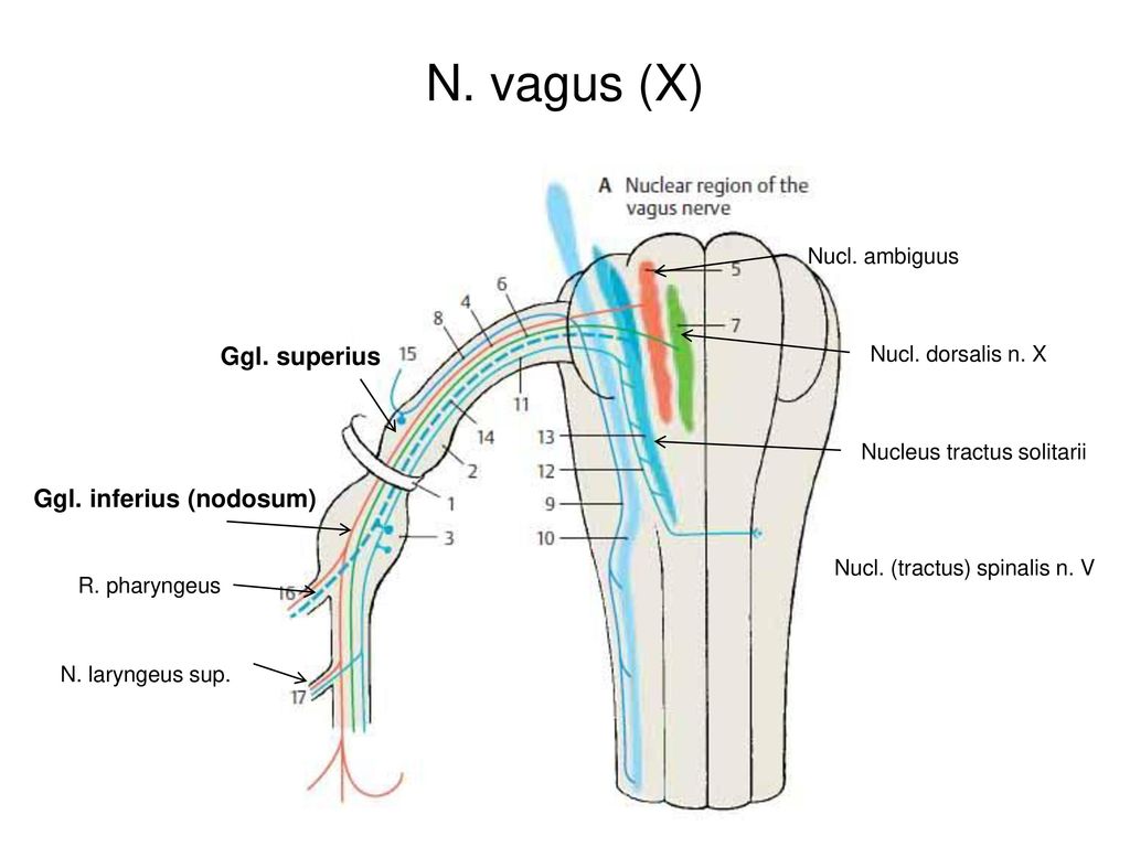 N. vagus (X) Ggl. superius Ggl. inferius (nodosum) Nucl. ambiguus