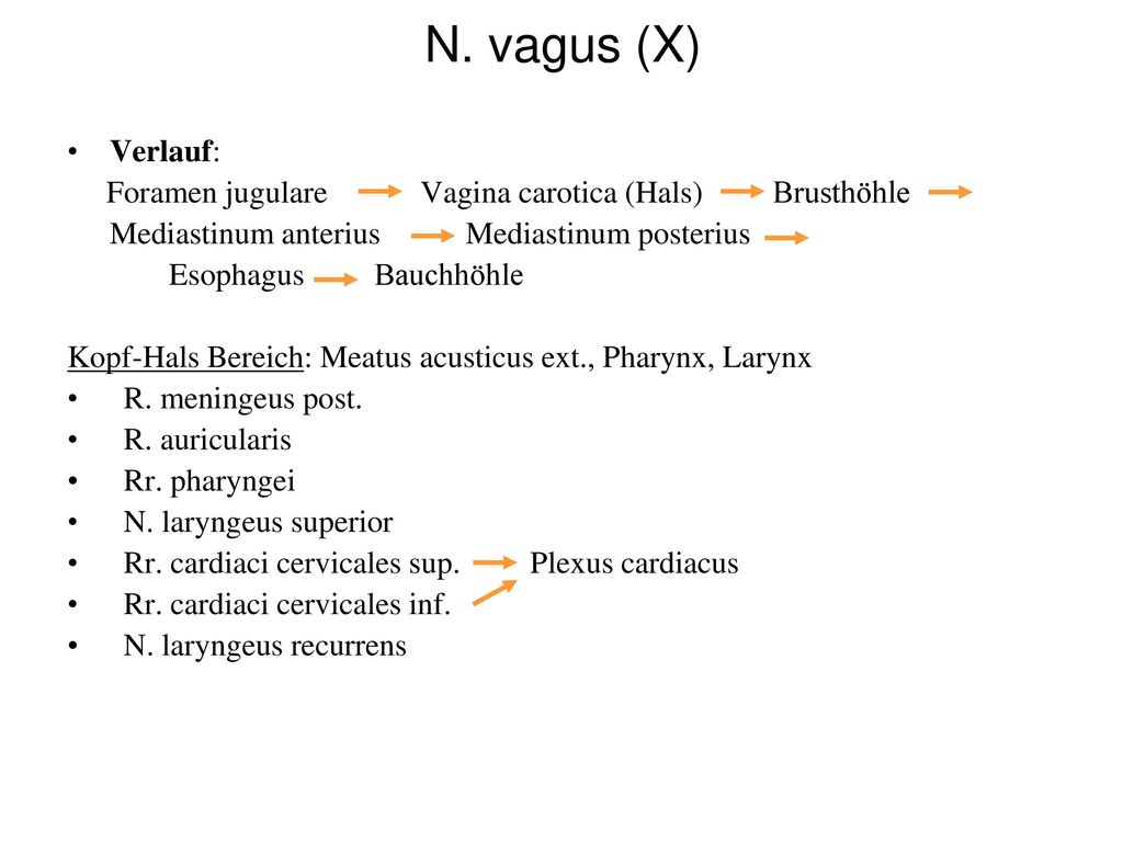N. vagus (X) Verlauf: Foramen jugulare Vagina carotica (Hals) Brusthöhle. Mediastinum anterius Mediastinum posterius.