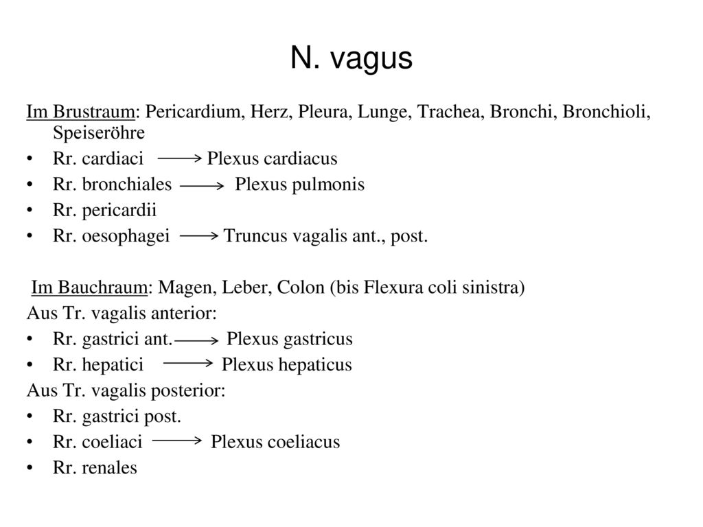 N. vagus Im Brustraum: Pericardium, Herz, Pleura, Lunge, Trachea, Bronchi, Bronchioli, Speiseröhre.